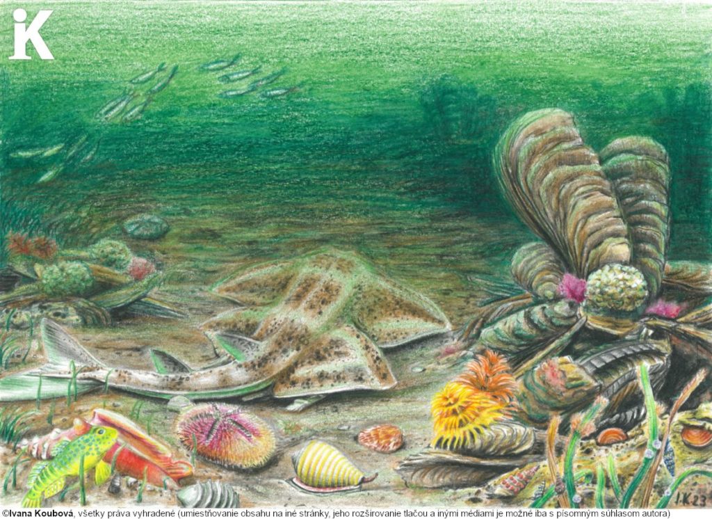 Ilustrácia dokumentuje bohatý život mora na území Slovenska pred niekoľkými miliónmi rokov. Sú na nej rôznorodé a pestrofarebné morské živočíchy. 